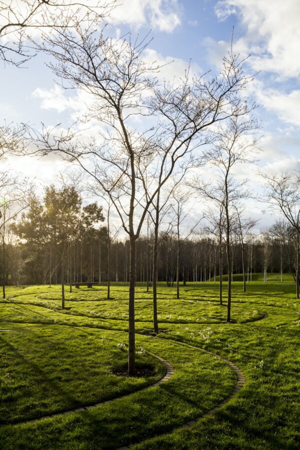 A garden in winter, young trees in grass with paths cut through the grass.