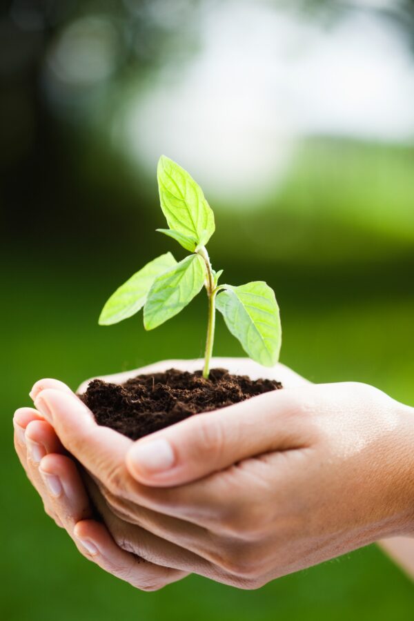 woman holding sapling in heap of earth