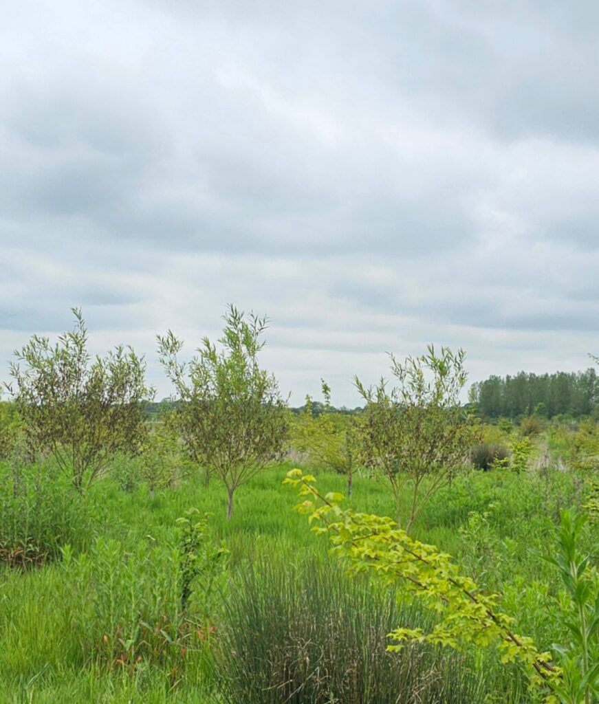 Agroforestry in Action