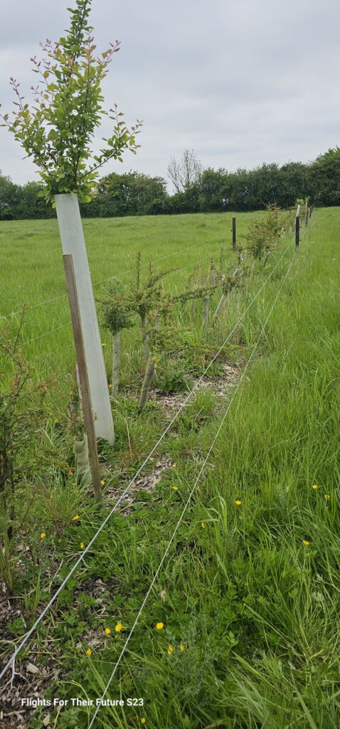 Agroforestry in Action