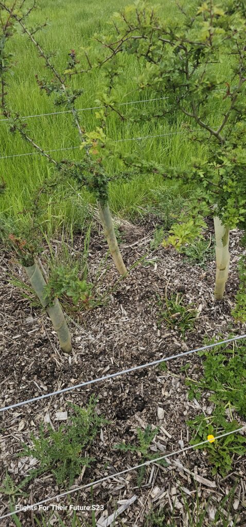 Agroforestry in Action