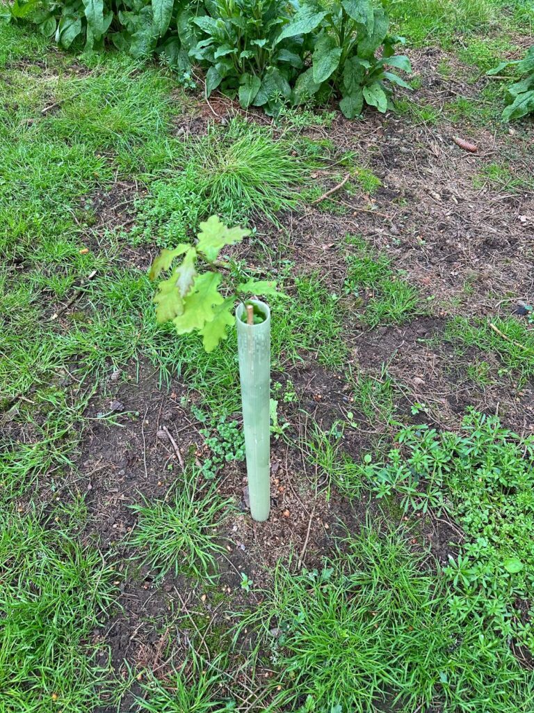 The Woodland Floor - One of the saplings introduced to replace pre-existing trees within the woodland.