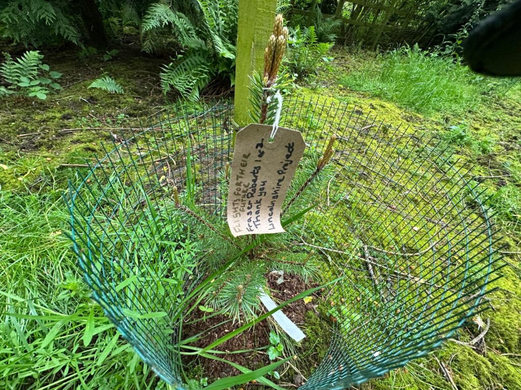 Near the lower boundary, a remembrance tree - The Lincolnshire Project.