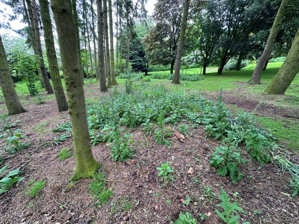 The Woodland Floor - The Lincolnshire Project.