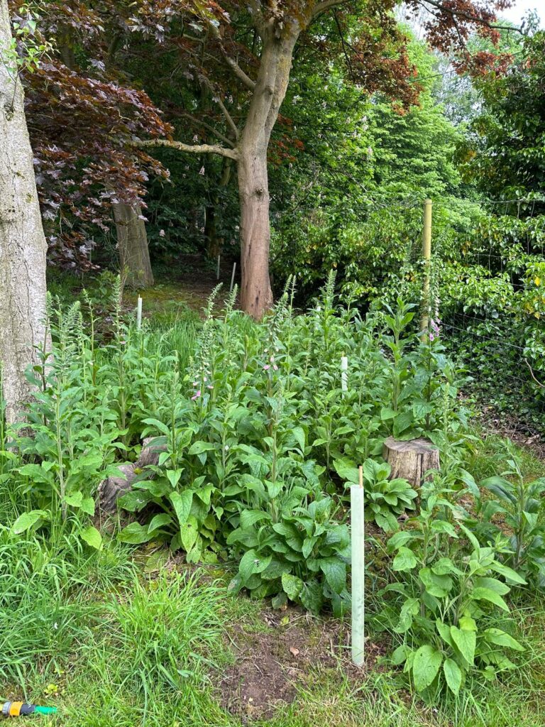 The Woodland Floor - March Lincolnshire Project