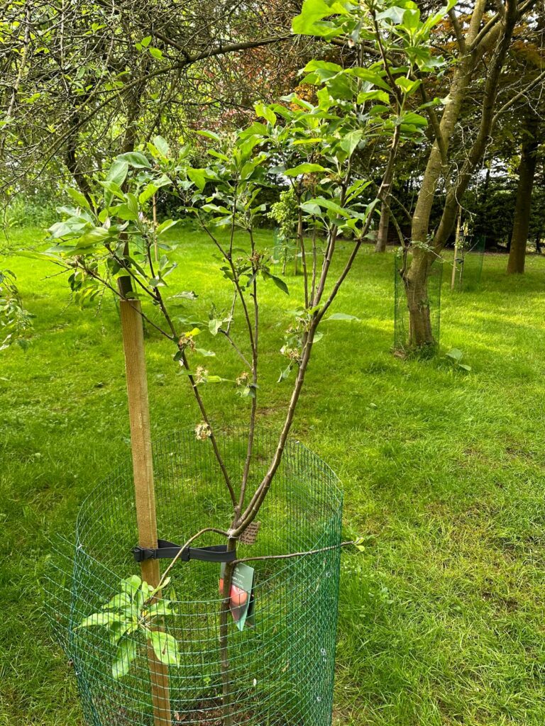 The Orchard - March Lincolnshire Project