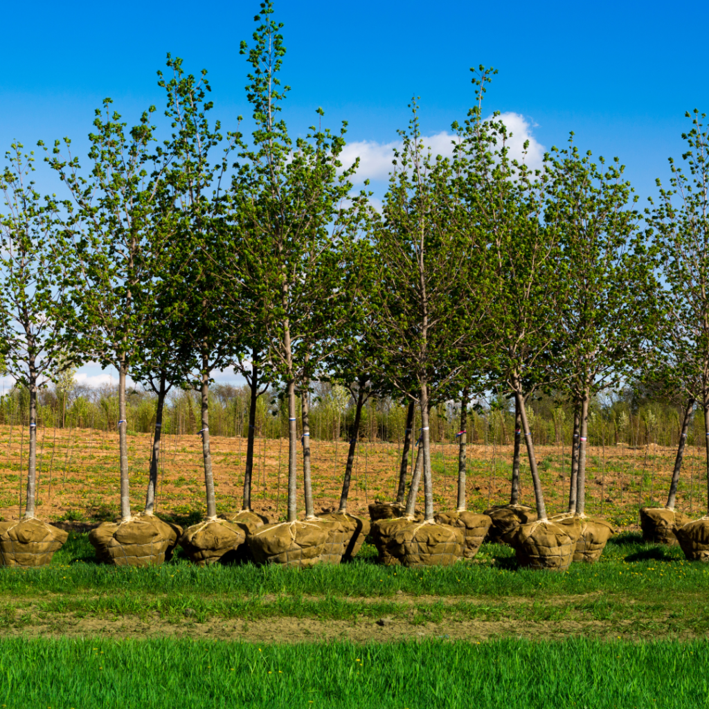 Trees for planting.