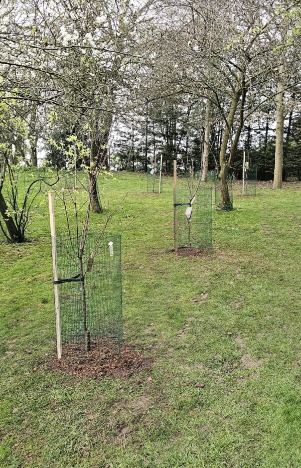 Memory Tree - GARDEN/GIFT A TREE - Image 2
