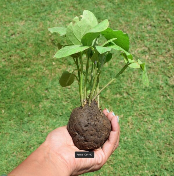 Memory Tree - Garden/Gift