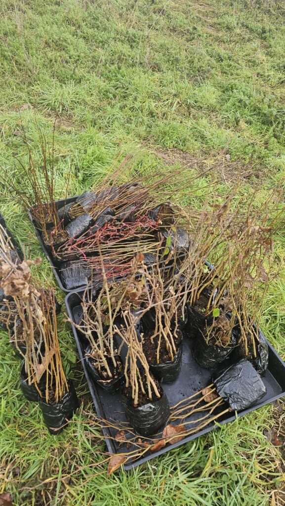 Some of the dormant saplings for Banbury