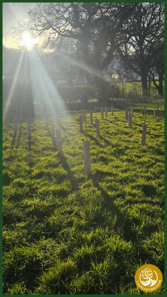 Sunlight Through The Trees
