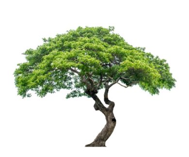 Tree for website